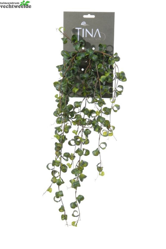  Krulficus Hanger L50cm Groen Hanger (Zijde-plant)