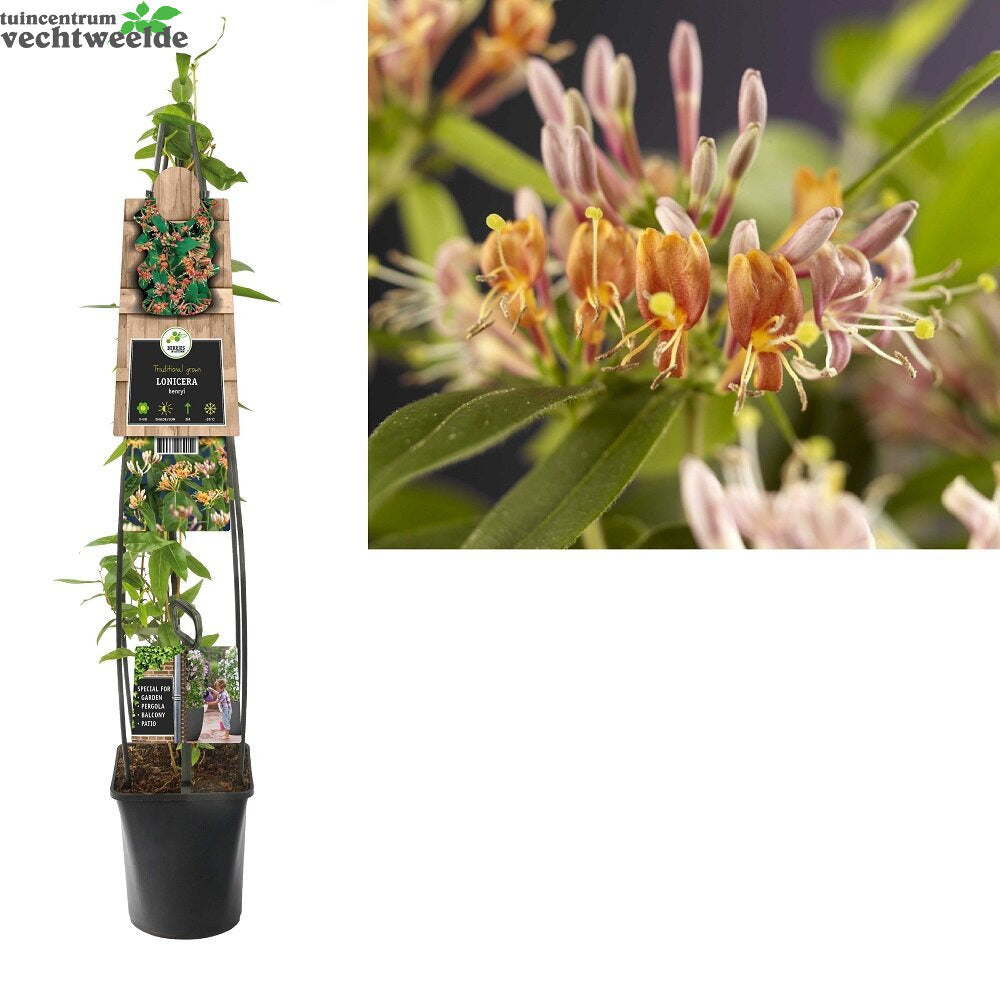  Lonicera Henryi