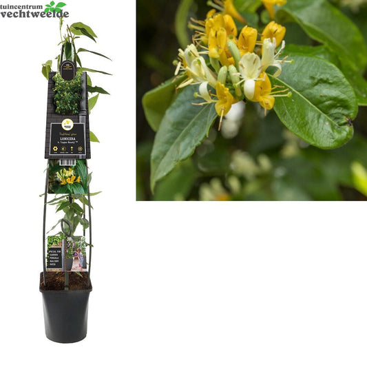  Lonicera Henryi 'Copper Beauty' PBR