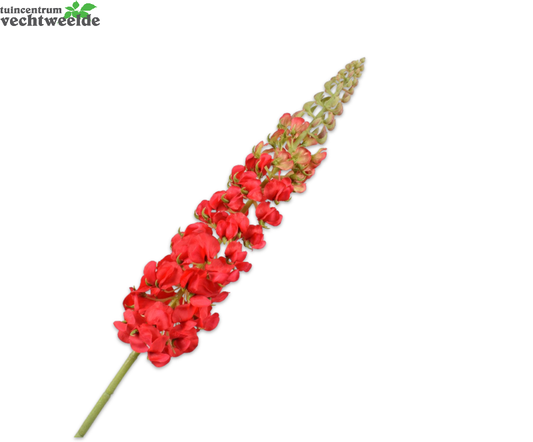  Lupinesteel L106cm Rood