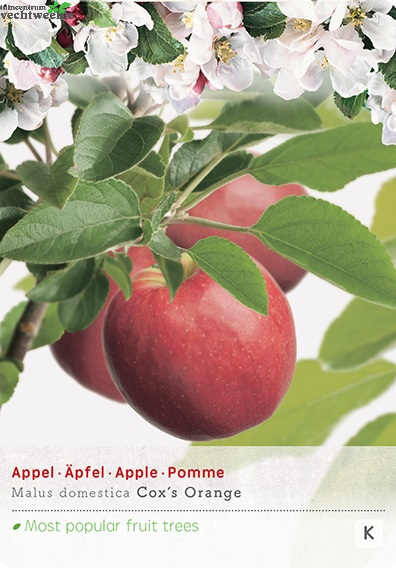  Malus D. 'Cox's Orange Pippin'