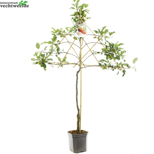  Malus D. 'Elstar'