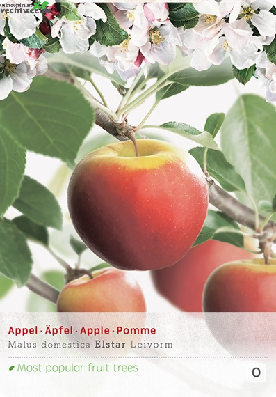  Malus D. 'Elstar'
