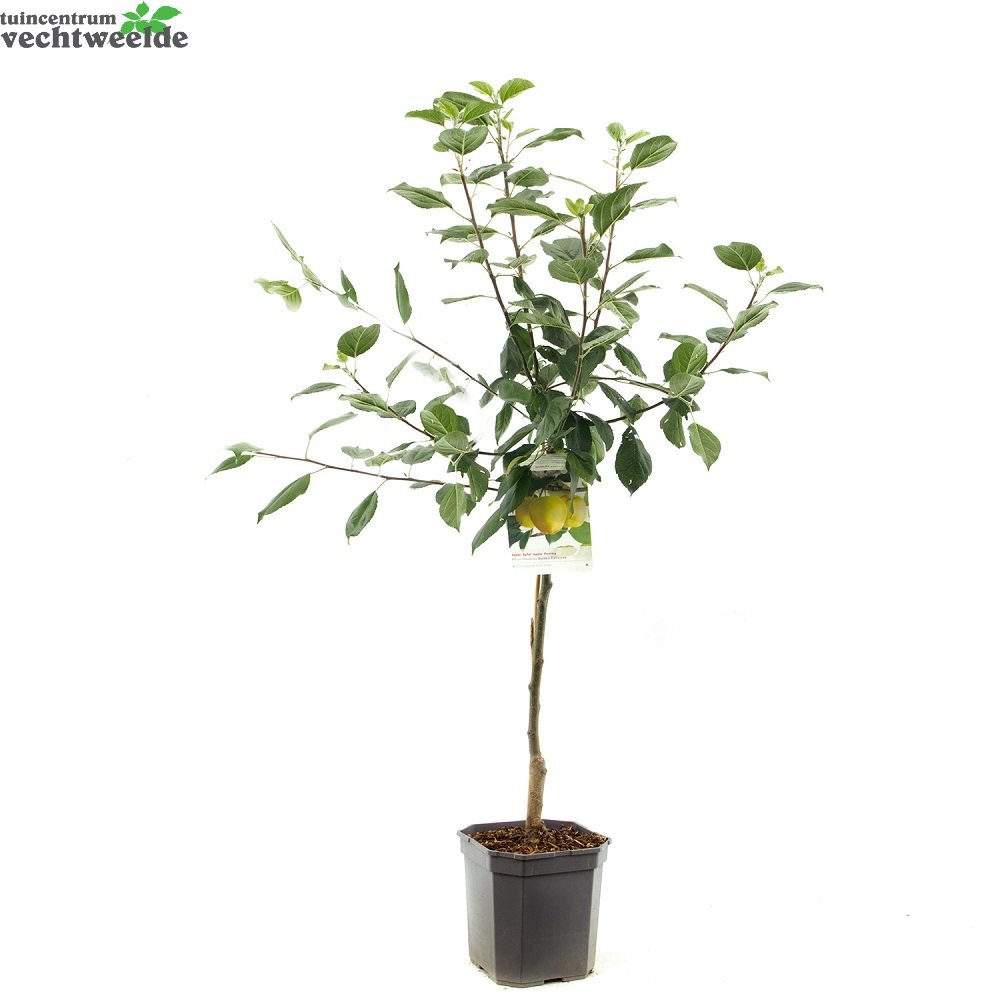  Malus D. 'Golden Delicious'