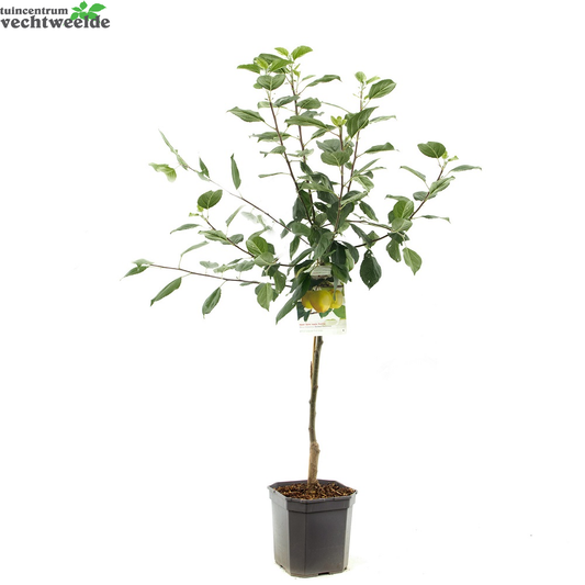  Malus D. 'Golden Delicious'