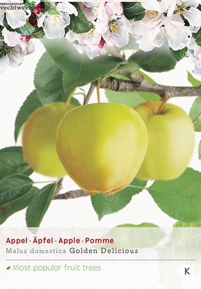  Malus D. 'Golden Delicious'