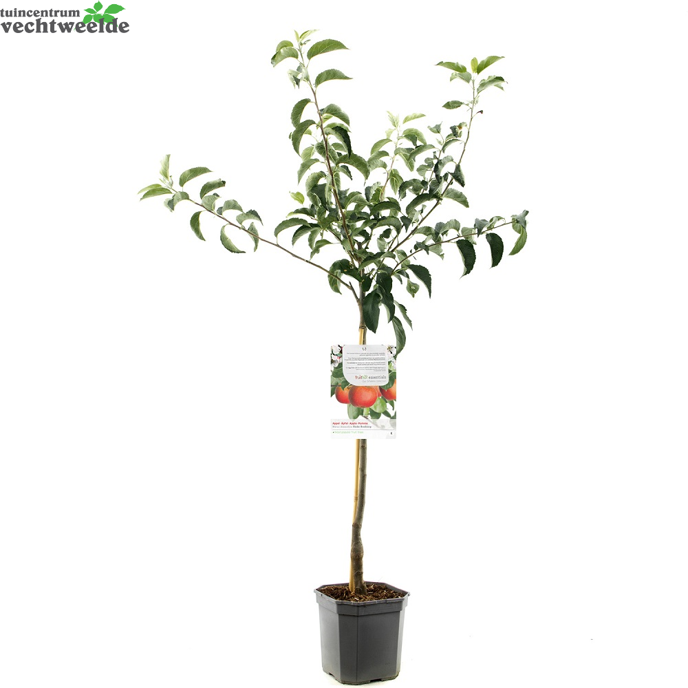  Malus D. 'Rode Boskoop'