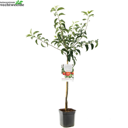  Malus D. 'Rode Boskoop'