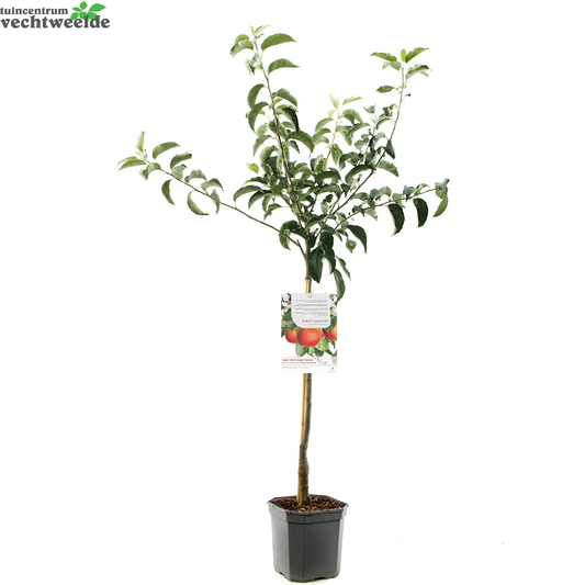  Malus D. 'Rode Boskoop'