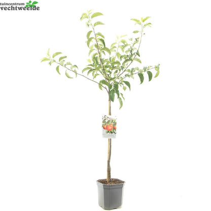  Malus D. 'Rode Boskoop'