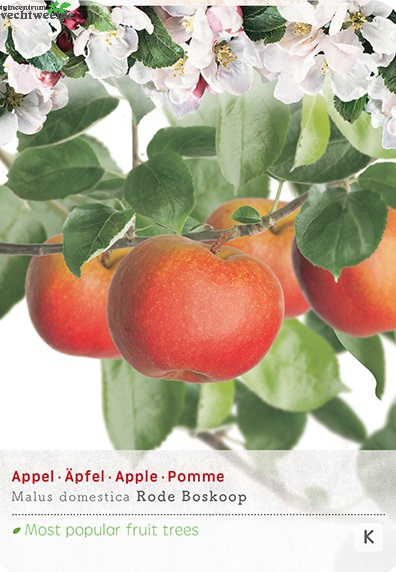  Malus D. 'Rode Boskoop'