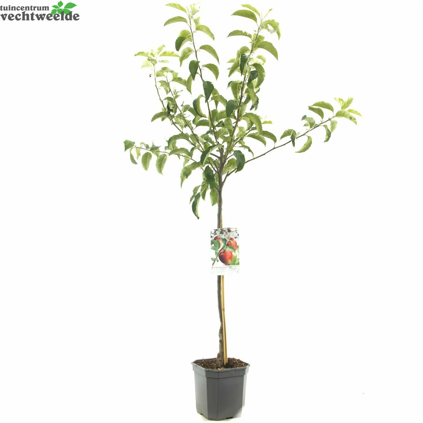  Malus D. 'Rode Jonagold'