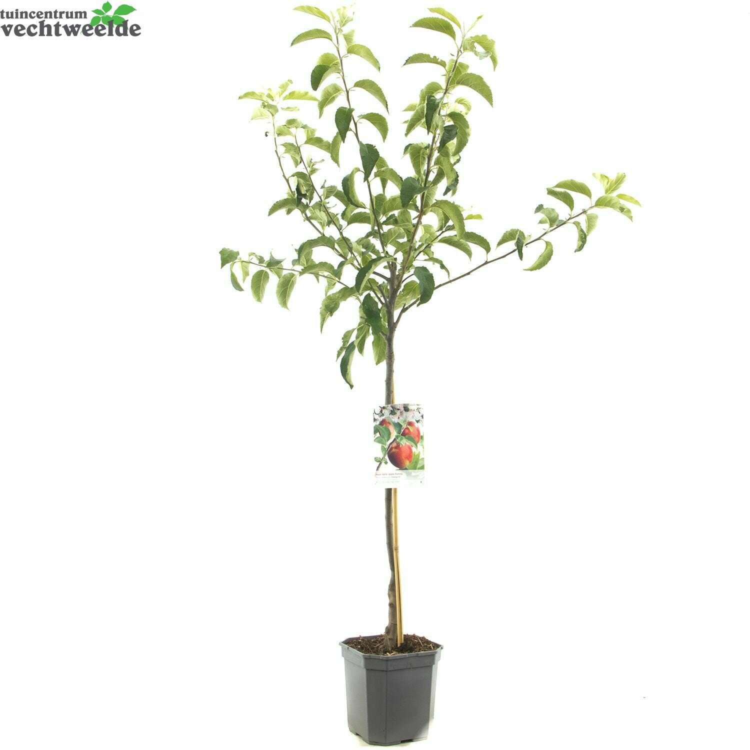  Malus D. 'Rode Jonagold'