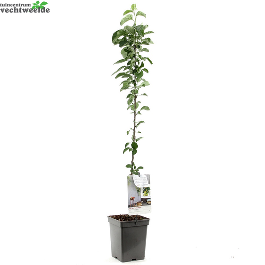  Malus Dom. Bolero Zuilvorm Vp5