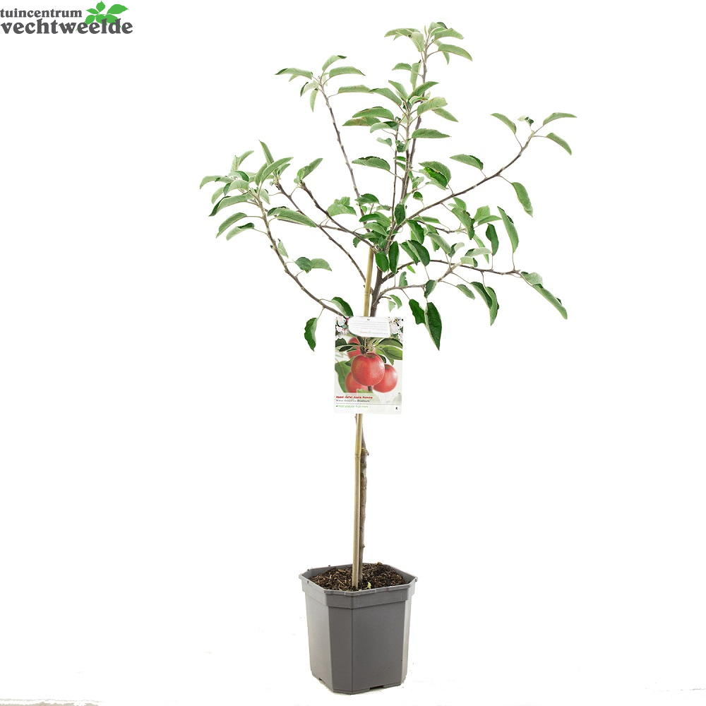  Malus Dom. Braeburn Struik P24
