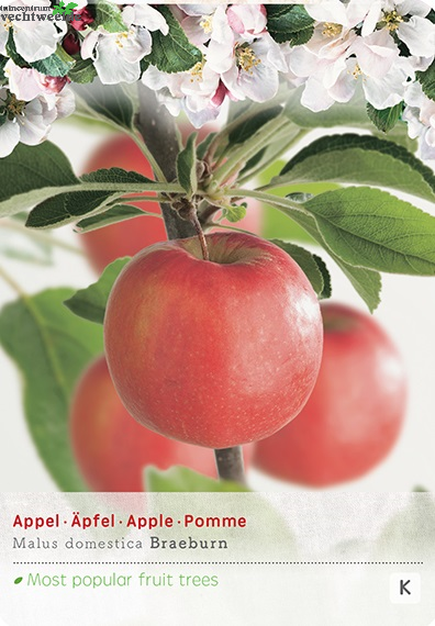  Malus Dom. Braeburn Struik P24