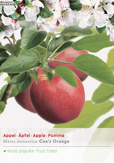  Malus Dom. Coxs Orange P32 H180cm