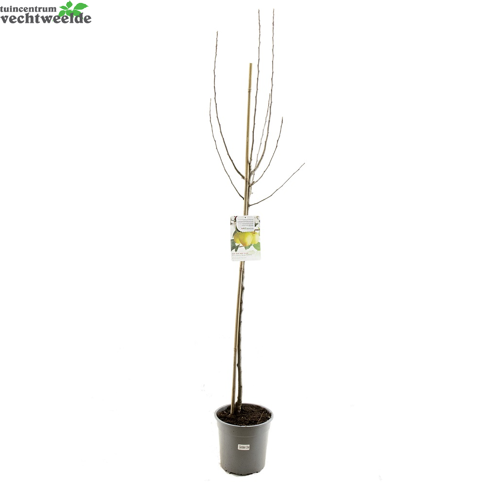  Malus Dom. Golden Del. P27 H120cm