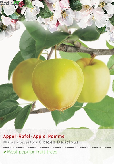  Malus Dom. Golden Del. P27 H120cm