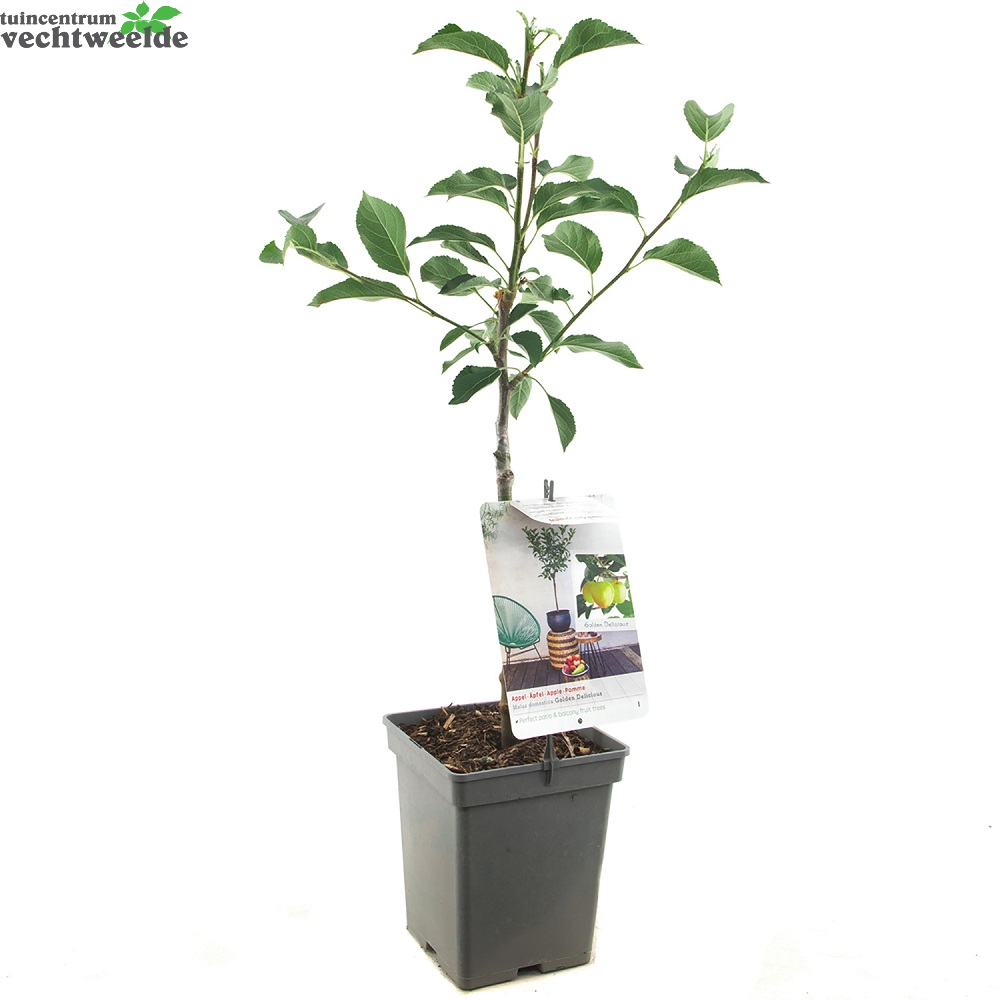  Malus Dom. Golden Del. Patio Vp5
