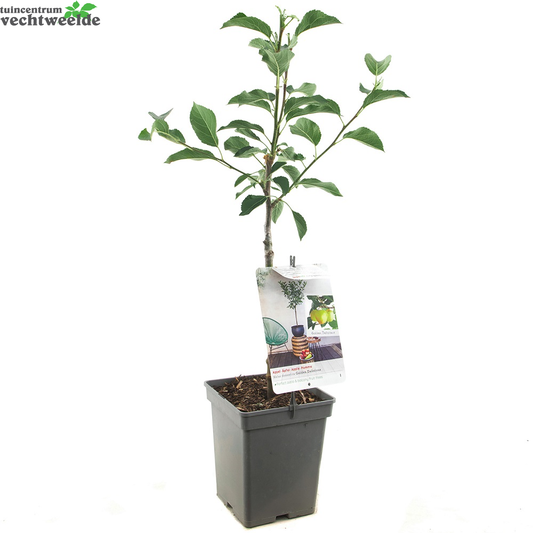  Malus Dom. Golden Del. Patio Vp5