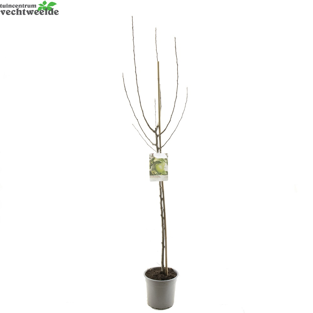  Malus Dom. Granny Smith P27 H120cm