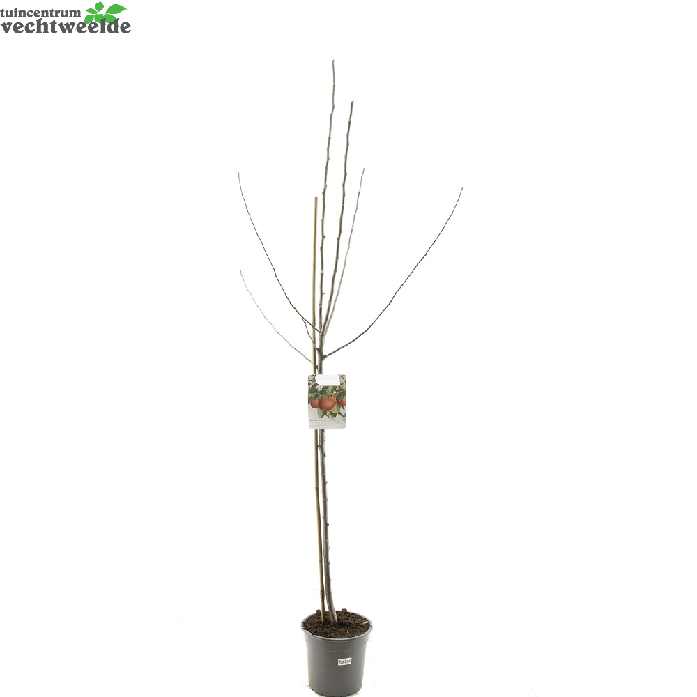  Malus Dom. Rode Boskoop P27 H120cm