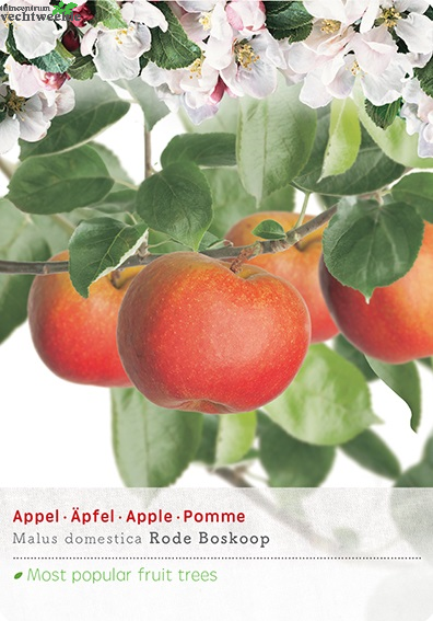  Malus Dom. Rode Boskoop P27 H120cm