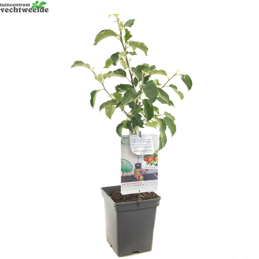  Malus Dom. Rode Boskoop Patio Vp5