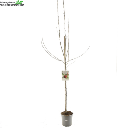  Malus Dom. Rode Jonagold 27 H120cm