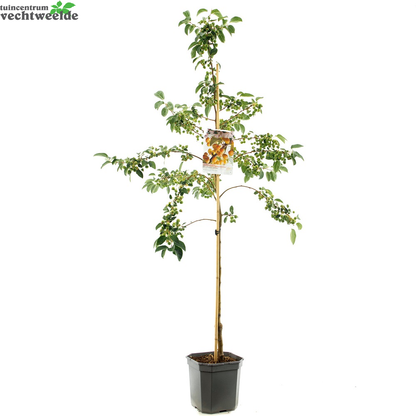  Malus Proff. Sprengerstruik P24