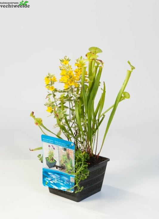  Mix Mand Met 3 Waterplanten