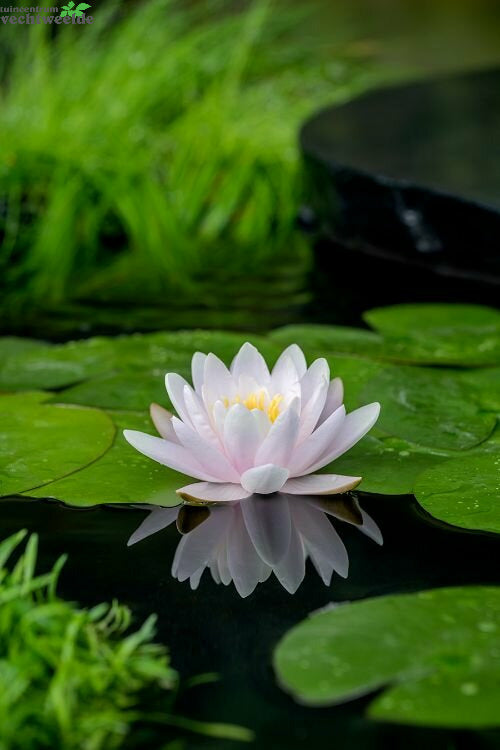 Nymphaea 'Marliacea Chormatella'