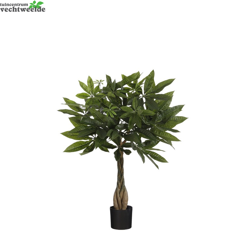  Pachira In Pot D60h60cm Groen