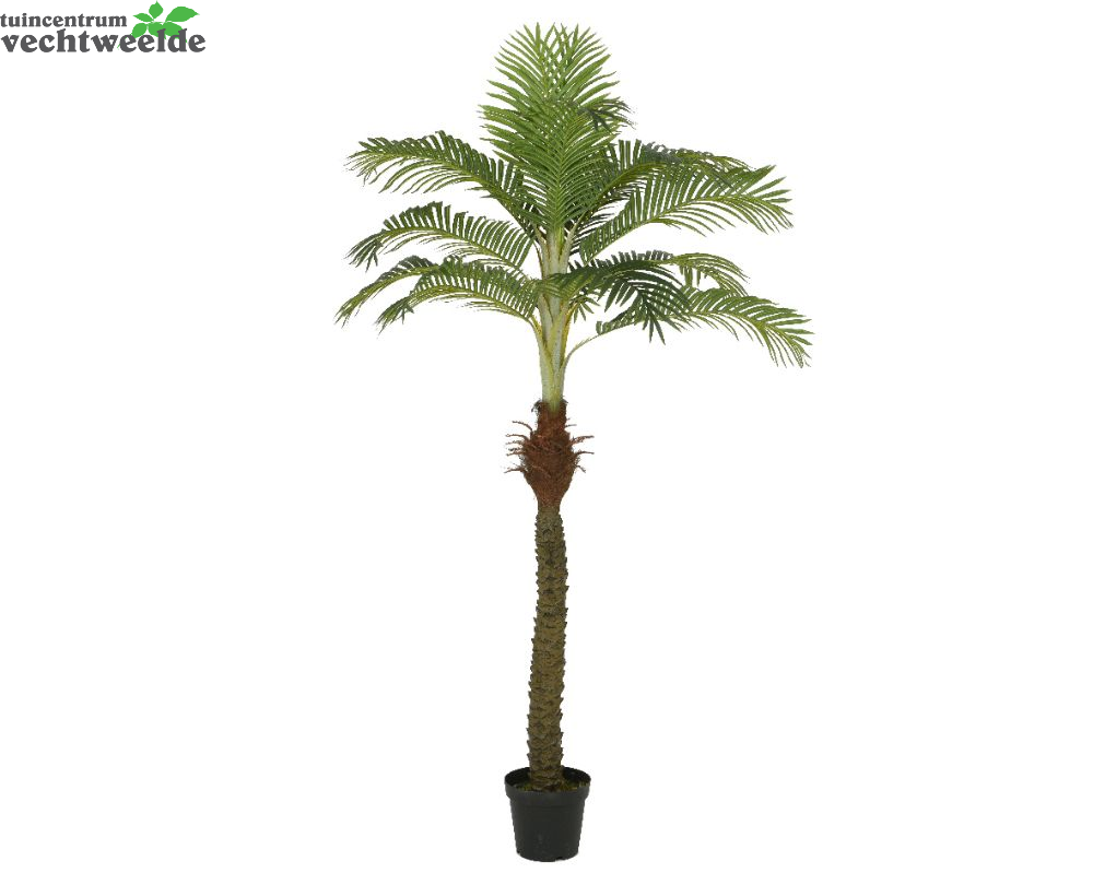  Palmboom Plastic Pot H230cm Groen (Zijde-plant)