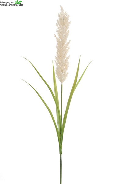  Pampasgras Tak L120cm Creme