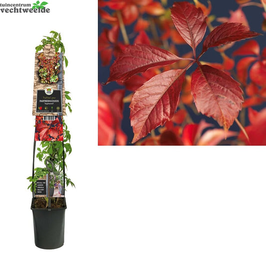 Parthenocissus Engelmannii 3.0