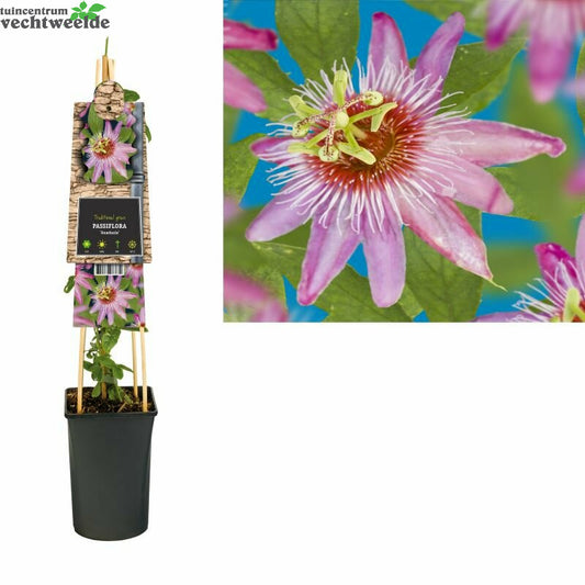  Passiflora 'Anastasia'