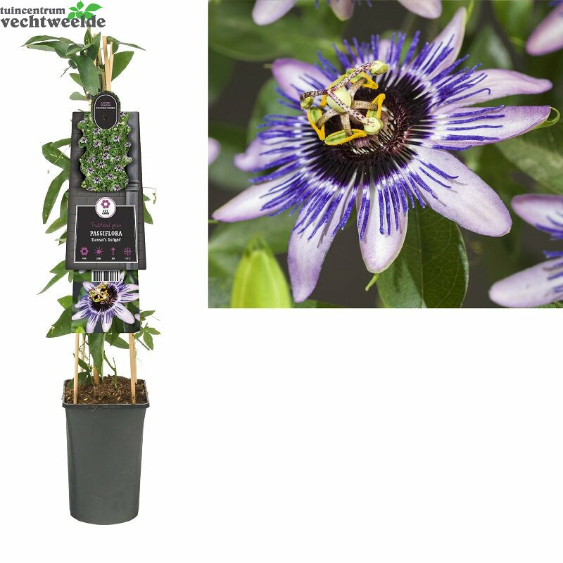  Passiflora Damsels Delight 3.0 P16