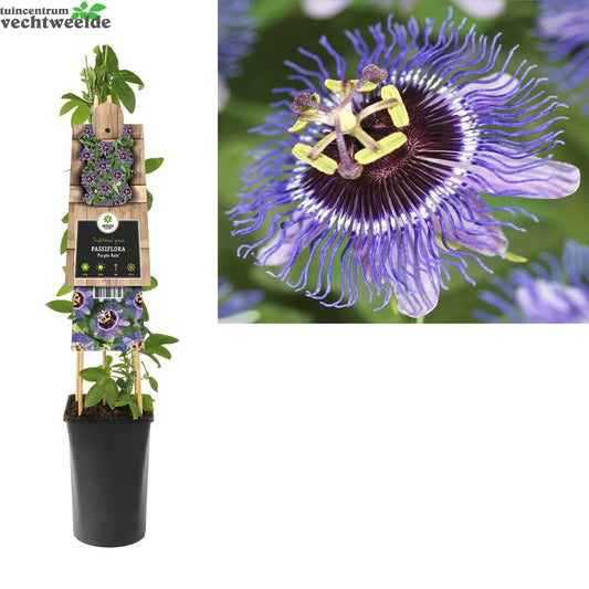  Passiflora Purple Rain P16 3.0