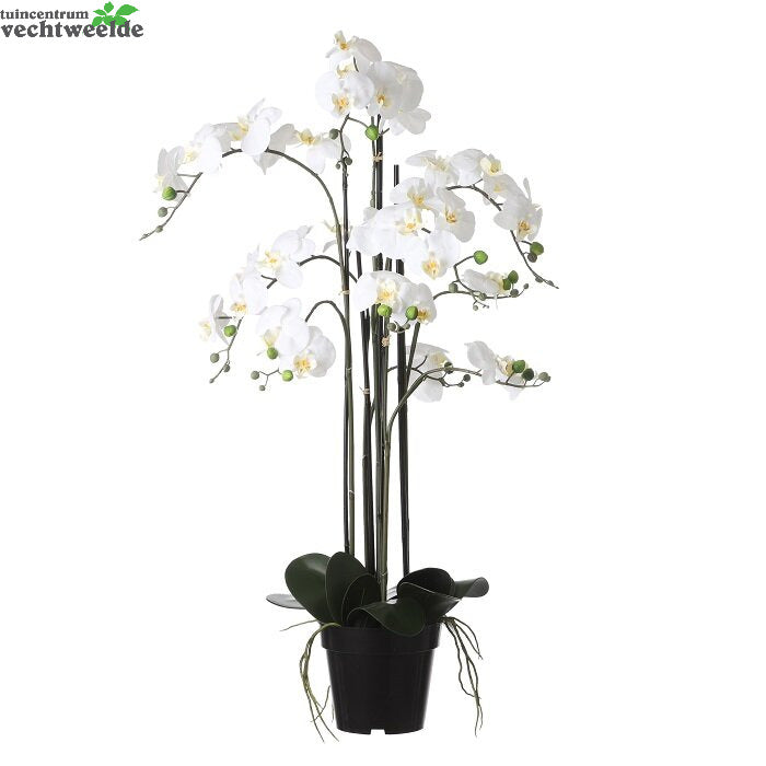  Phalaenopsis In Pot D19h97cm Creme (Zijde-plant)