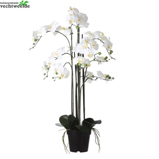  Phalaenopsis In Pot D19h97cm Creme (Zijde-plant)