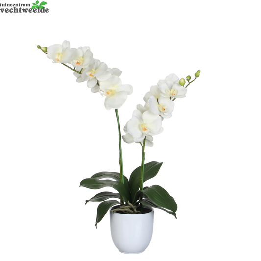  Phalaenopsis In Pot D38h66cm Creme (Zijde-plant)