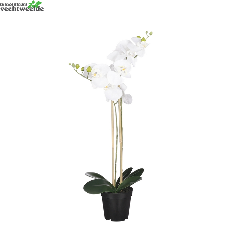  Phalaenopsis In Pot D38h70cm Wit