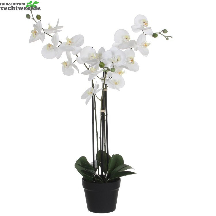  Phalaenopsis In Pot L75b51h79cm Wit (Zijde-plant)