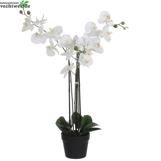  Phalaenopsis In Pot L75b51h79cm Wit (Zijde-plant)