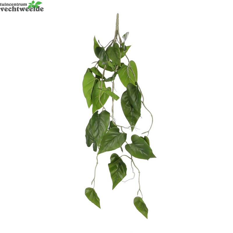  Philodendron Hang L80cm Groen