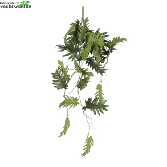  Philodendron Selloum Hang L80 Grn
