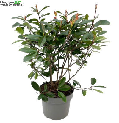  Photinia Fraseri 'Little Red Robin' H30/40cm.