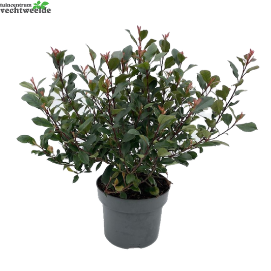  Photinia Fraseri 'Red Robin' H40-60cm.